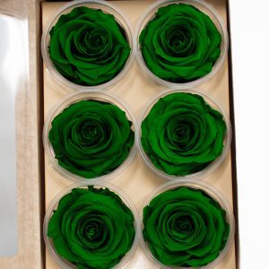 Dark Green Ecuadorian Eternity Flowers Preserved Roses Pack of 6 6cm to 7cm