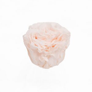 Light Peach Ecuadorian Eternity Flowers Preserved Roses Pack of 6 6cm to 7cm