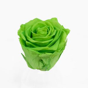 Lime Green Ecuadorian Eternity Flowers Preserved Roses Pack of 6 6cm to 7cm