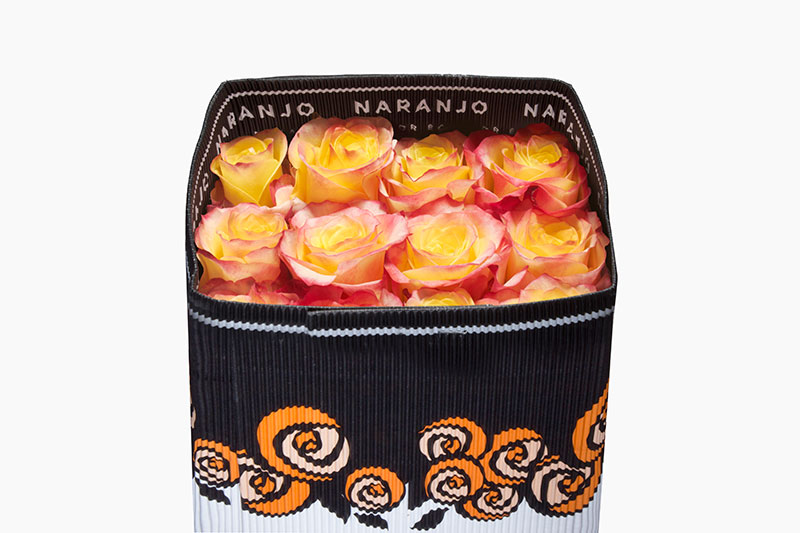 Ecuadorian Roses (Hot Merengue 70CM-80CM) (25 Roses Per Bundle)