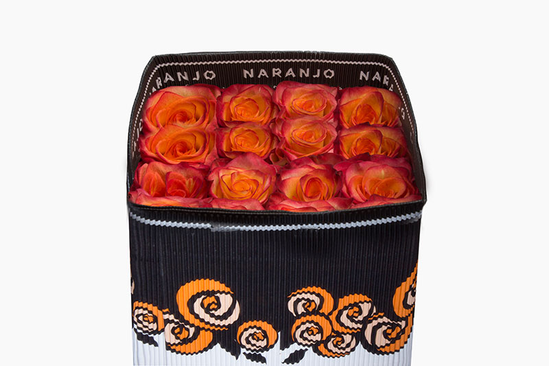 Ecuadorian Roses (High Magic 40CM-60CM) (25 Roses Per Bundle)