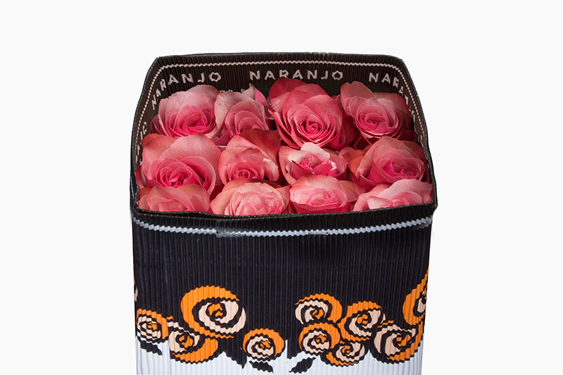 Ecuadorian Roses (Pink Paloma 40CM-60CM) (25 Roses Per Bundle)