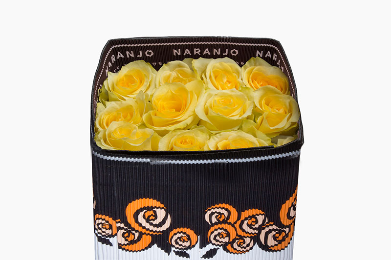 Ecuadorian Roses (Tara 40CM-60CM) (25 Roses Per Bundle)