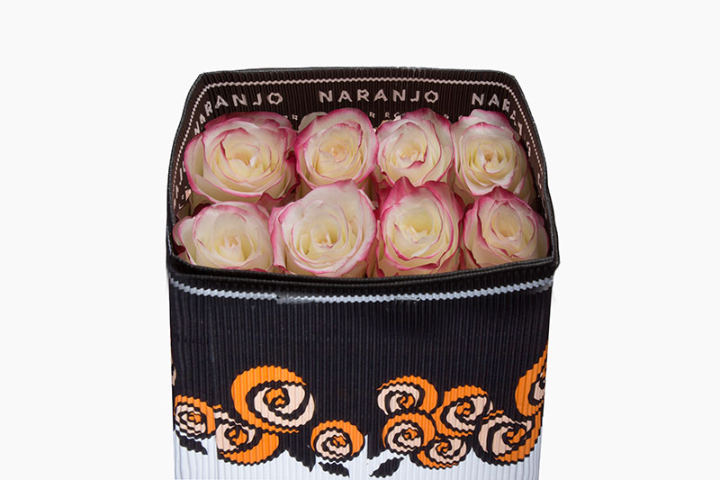 Ecuadorian Roses (Sweetness 70CM-80CM) (25 Roses Per Bundle)