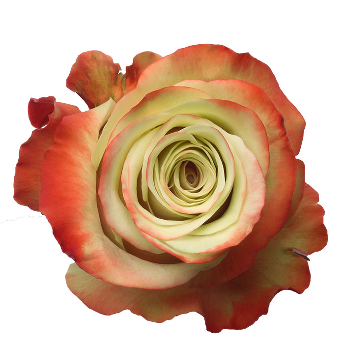 Ecuadorian Roses (Bali 40CM-60CM) (25 Roses Per Bundle)