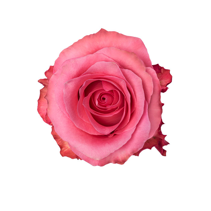 Ecuadorian Roses (Conquista 70CM-80CM) (25 Roses Per Bundle)
