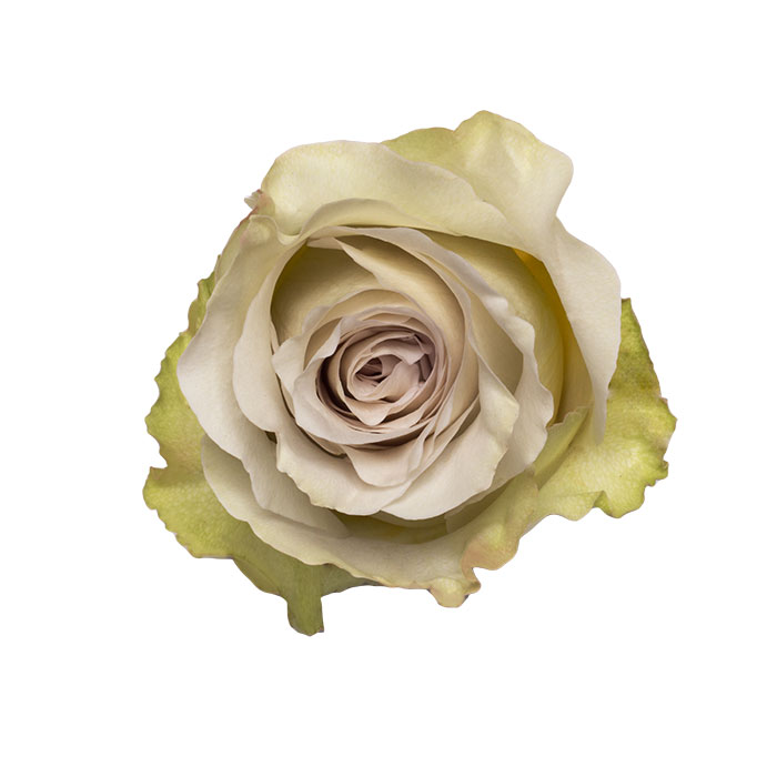 Ecuadorian Roses (Early Gray 70CM-80CM) (25 Roses Per Bundle)