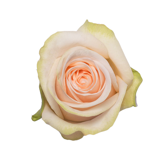 Ecuadorian Roses (Garden Spirit 40CM-60CM) (25 Roses Per Bundle)