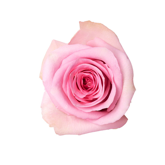 Ecuadorian Roses (Jessika 40CM-60CM) (25 Roses Per Bundle)