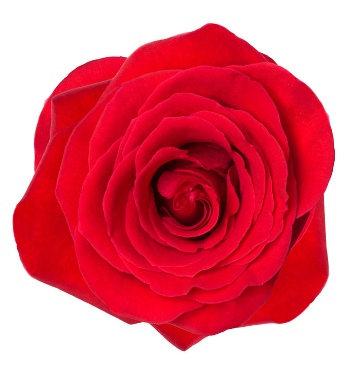 Ecuadorian Roses (Nina 40CM-60CM) (25 Roses Per Bundle)