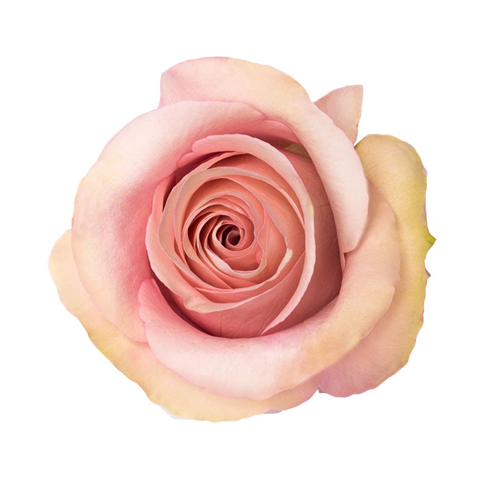 Ecuadorian Roses (Secret Garden 70CM-80CM) (25 Roses Per Bundle)