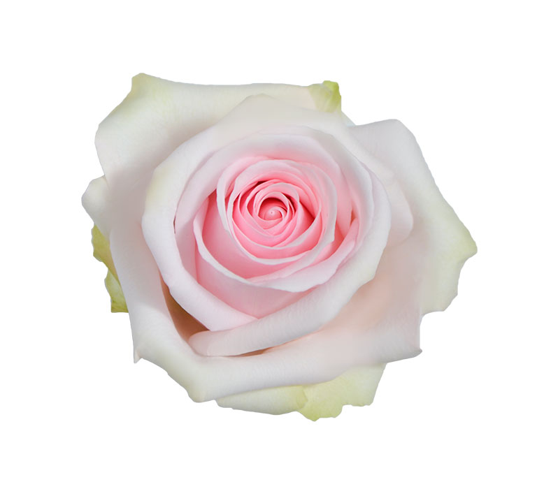 Ecuadorian Roses (Shy 40CM-60CM) (25 Roses Per Bundle)