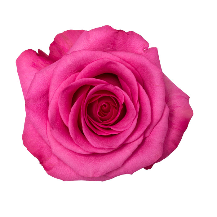 Ecuadorian Roses (Stiletto 40CM-60CM) (25 Roses Per Bundle)