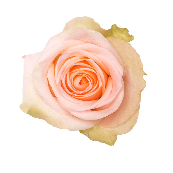 Ecuadorian Roses (Tiffany 70CM-80CM) (25 Roses Per Bundle)