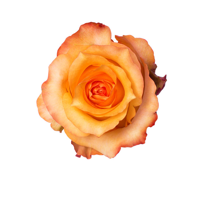 Ecuadorian Roses (Twilight 40CM-60CM) (25 Roses Per Bundle)