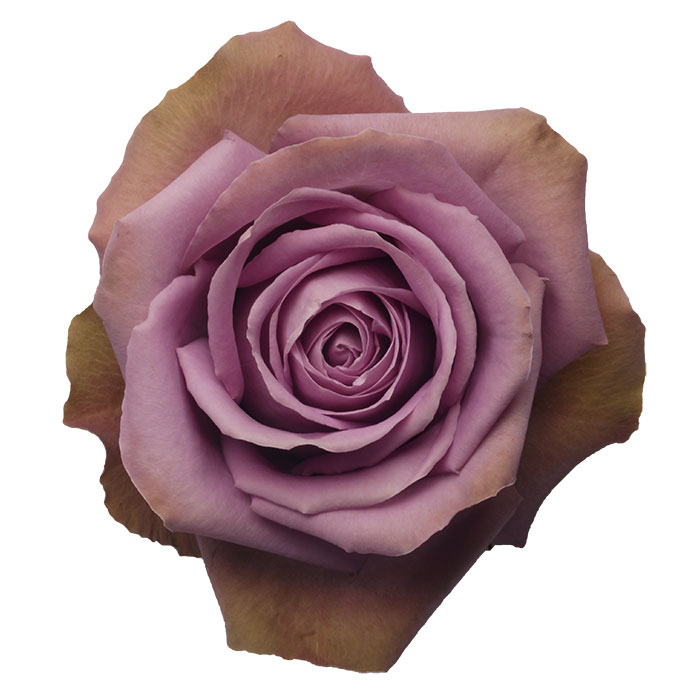 Ecuadorian Roses (Tiara 40CM-60CM) (25 Roses Per Bundle)