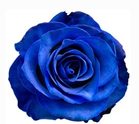 Ecuadorian Roses (Blue 70CM-80CM) (25 Roses Per Bundle)
